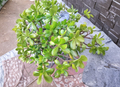 Crassula Ovata Jade Plant Cuttings Lot of 15 Unrooted Succulent Propagation Plants