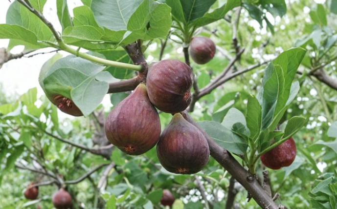 Hardy Chicago Fig Tree Cuttings 6-12 Inch Ficus carica Organic Grafting Propagation Clones