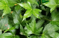Ivy Cuttings 8 Inch Unrooted Hedera Trailing Vine Plant for Propagation, Garden, Container, Hanging Basket