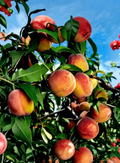 Yellow Peach Tree Cuttings Prunus persica Unrooted Grafting Scions Organic Propagation