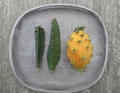 Yellow Dragon Fruit Palora Cutting 4-5 Inch Selenicereus megalanthus Fruiting Cactus for Rooting and Propagation
