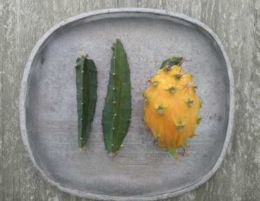 Yellow Dragon Fruit Palora Cutting 4-5 Inch Selenicereus megalanthus Fruiting Cactus for Rooting and Propagation