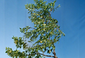 Jujube Tree Scion Wood - Sherwood Ziziphus jujuba Grafting Cuttings 8 Inches Unrooted Budwood
