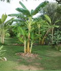Double Mahoi Banana Plant | Rooted Starter | Musa Tropical Fruit Tree | Compact Green Banana Plant