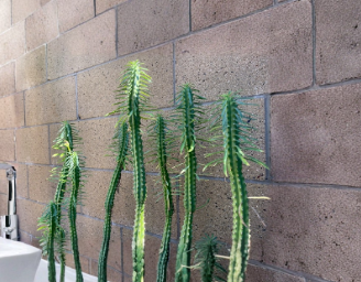 Euphorbia loricata Unrooted Cutting - African Palm Tree Succulent, 6 Inches, Ornamental, Propagation Plant