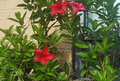 Red Mandevilla Cuttings - Unrooted 6-7 Inch Tropical Climbing Vine for Garden & Container, Mandevilla spp.