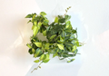 Philodendron Brasil Cuttings – Unrooted Propagation Plant, 2-3 Pieces with 3 Leaves, Indoor Houseplant, Philodendron hederaceum 'Brasil'