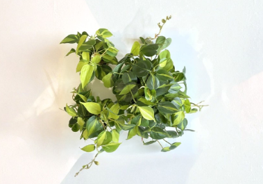 Philodendron Brasil Cuttings – Unrooted Propagation Plant, 2-3 Pieces with 3 Leaves, Indoor Houseplant, Philodendron hederaceum 'Brasil'
