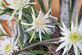 Epiphyllum Orchid Cactus Cutting, Ophelia White Flowers, Unrooted Propagation, Trailing Epiphytic Cactus, 8-10 Inches