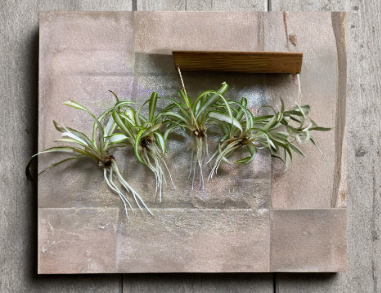 Rooted Spider Plant Babies Pack - Chlorophytum Comosum Indoor Houseplants, Green & Variegated, Easy Care