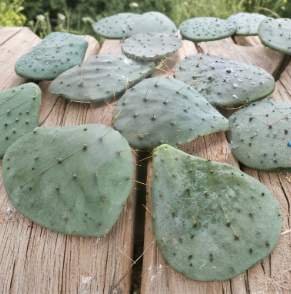 Long Spined Prickly Pear Cactus Rooted Pads Set of 3 | Opuntia engelmannii | Desert Plant for Cactus Garden & Containers