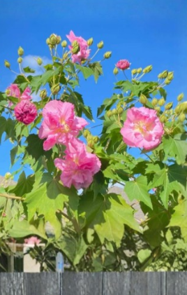 Confederate Rose Cuttings 6 Pack, Hibiscus mutabilis, Color Changing Flowers, Unrooted Shrubs for Propagation