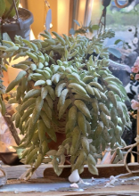 Succulent Cutting - Trailing Burro’s Tail (Sedum morganianum) Live Unrooted Houseplant, Hanging Basket, Green Foliage