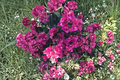 Bougainvillea Cuttings Fuchsia Unrooted Flowering Vine for Garden & Containers - Bougainvillea spp.