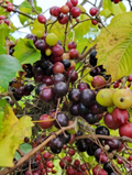 Organic Muscadine Grape Vine Cuttings 20 Vitis rotundifolia for Propagation Climbing Vine