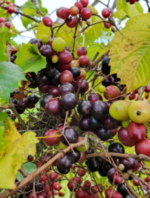Organic Muscadine Grape Vine Cuttings 20 Vitis rotundifolia for Propagation Climbing Vine