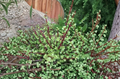 Elephant Bush Cuttings Set of 11 | Dwarf Jade Succulent Propagation | Portulacaria afra | Green & Red Stems