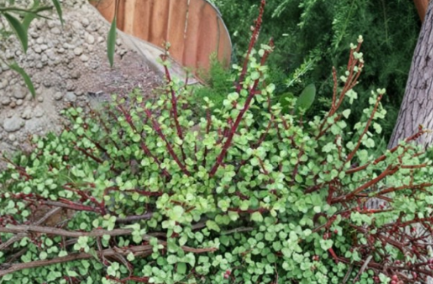 Elephant Bush Cuttings Set of 11 | Dwarf Jade Succulent Propagation | Portulacaria afra | Green & Red Stems