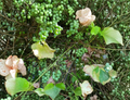 15 Cold Hardy Grape Plant Clones Perennial Fruit Vine for Zones 3-5, Climbing Backyard Garden Vine, Vitis spp.