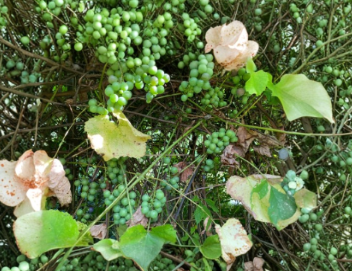 15 Cold Hardy Grape Plant Clones Perennial Fruit Vine for Zones 3-5, Climbing Backyard Garden Vine, Vitis spp.