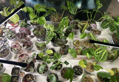Starter House Plants 3 Pack | Assorted Indoor Rooted Plants | Pothos, Philodendron, Syngonium, Peperomia | Beginner-Friendly