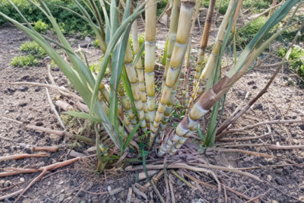 Yellow Sugarcane Cuttings 12 Inch Unrooted Saccharum officinarum Planting Material 10 Pack
