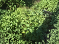Okinawa Purple Sweet Potato Slips Live Cuttings – Purple Flesh Vining Plants, Ipomoea batatas ‘Okinawa Purple’