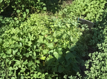 Okinawa Purple Sweet Potato Slips Live Cuttings – Purple Flesh Vining Plants, Ipomoea batatas ‘Okinawa Purple’