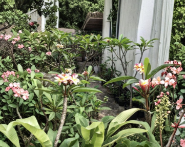 Plumeria Cuttings 8-12 Inches Mixed Colors Unrooted Propagation Frangipani Tropical Flowering Plant