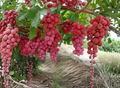 Mixed Grape Vine Unrooted Cuttings Collection Pink & Blue Varieties for Propagation Vitis spp.