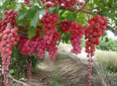 Mixed Grape Vine Unrooted Cuttings Collection Pink & Blue Varieties for Propagation Vitis spp.