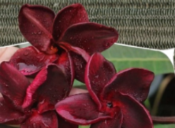 Unrooted Plumeria Black Fire Cutting – Middle Propagation Frangipani Plant, Tropical Ornamental, Bright Flowers