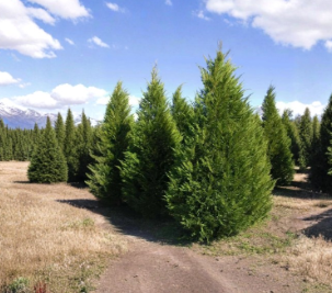 Leyland Cypress Cuttings 60 Fresh Evergreen Tree Stems for Propagation Cuprocyparis leylandii