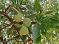 Lattarula Fig Cuttings, White Italian Honey Fig, Ficus carica, Propagation Stems for Backyard Orchard & Container Growing