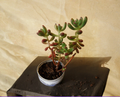 Jelly Bean Sedum Pachyphyllum Succulent Cuttings - 5 Fresh 4-Inch Propagation Stems for Indoor Planting