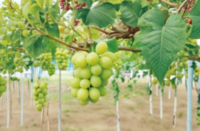 Organic Shine Muscat Grape Cuttings 5 Pack Vitis vinifera for Rooting & Grafting Rare Green Table Grapes