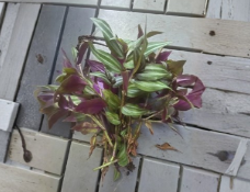 Tradescantia Zebrina Cuttings 10 Pack for Propagation, Purple Silver Trailing Plant, Live Plant Cuttings, Indoor or Hanging Basket