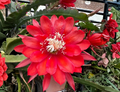 Red Epiphyllum Orchid Cactus Cutting 5-9 Inches Live Plant Unrooted Stem for Propagation