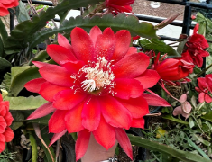 Red Epiphyllum Orchid Cactus Cutting 5-9 Inches Live Plant Unrooted Stem for Propagation