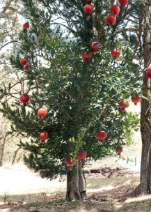 Unrooted Pomegranate Tree Cuttings Lot of 10 – Wonderful Punica Granatum Fruit Tree Propagation