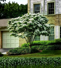 White Kousa Dogwood Tree Cuttings - 10 Unrooted Propagation Segments - Cornus kousa Ornamental Flowering Tree