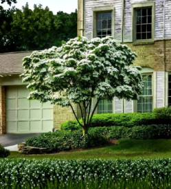 White Kousa Dogwood Tree Cuttings - 10 Unrooted Propagation Segments - Cornus kousa Ornamental Flowering Tree