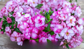 Encore Autumn Kiss Azalea Starter Plant - Deciduous Rhododendron Shrub for Garden Borders
