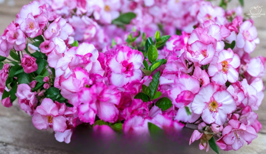 Encore Autumn Kiss Azalea Starter Plant - Deciduous Rhododendron Shrub for Garden Borders