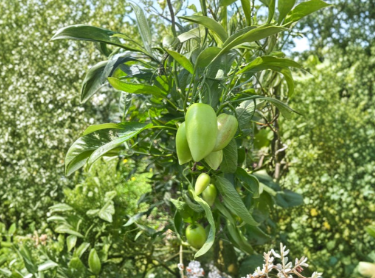 Pepino Melon Cuttings 6 Pack, Kendall’s Gold, Solanum muricatum, Unrooted Fruit Vine Propagation Starter
