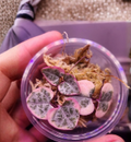 Variegated String of Hearts Cutting in Propagation Cup | Ceropegia woodii Trailing Succulent Starter