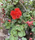 Organic Orange Geranium Cuttings Set of 6 Pelargonium spp. for Propagation, Unrooted Flowering Ornamental Plants