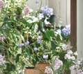 Duranta erecta ‘Variegata’ Cuttings – Variegated Sky Flower Shrub for Propagation, Green & Cream Foliage, Purple-Blue Flowers