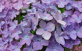 Nikko Blue Hydrangea Cuttings 6 Pack Unrooted Hydrangea macrophylla Shrub Stem Propagation
