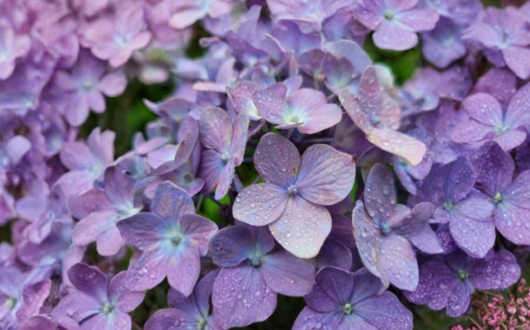 Nikko Blue Hydrangea Cuttings 6 Pack Unrooted Hydrangea macrophylla Shrub Stem Propagation